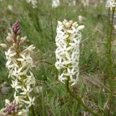 Stackhousia monogyna (Creamy Candles) at Isaacs, ACT - 24 Sep 2014 by Mike