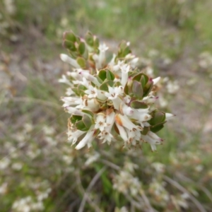 Brachyloma daphnoides at Isaacs, ACT - 24 Sep 2014 02:53 PM