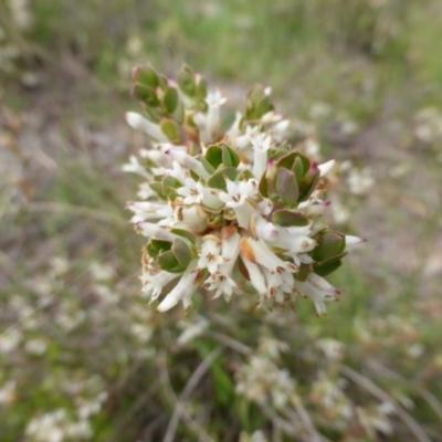 Brachyloma daphnoides (Daphne Heath) at Isaacs Ridge - 24 Sep 2014 by Mike