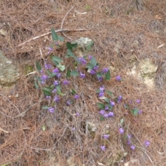 Hardenbergia violacea (False Sarsaparilla) at Isaacs Ridge - 24 Sep 2014 by Mike