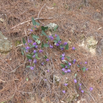 Hardenbergia violacea (False Sarsaparilla) at Isaacs Ridge and Nearby - 24 Sep 2014 by Mike