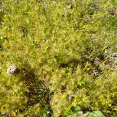 Drosera gunniana (Pale Sundew) at Garran, ACT - 22 Sep 2014 by Mike