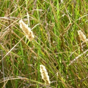 Carex appressa at Garran, ACT - 22 Sep 2014