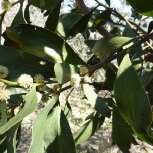 Acacia melanoxylon at Garran, ACT - 22 Sep 2014