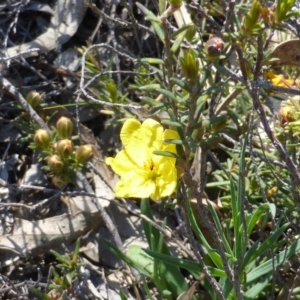 Hibbertia obtusifolia at Garran, ACT - 22 Sep 2014