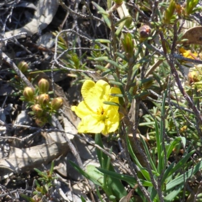 Hibbertia obtusifolia (Grey Guinea-flower) at Mount Mugga Mugga - 22 Sep 2014 by Mike