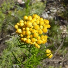 Chrysocephalum semipapposum (Clustered Everlasting) at Garran, ACT - 22 Sep 2014 by Mike