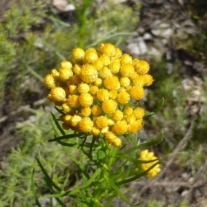 Chrysocephalum semipapposum at Garran, ACT - 22 Sep 2014 11:00 AM