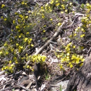 Hibbertia calycina at Symonston, ACT - 22 Sep 2014