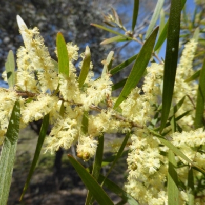 Acacia floribunda (White Sally Wattle, Gossamer Wattle) at Mount Mugga Mugga - 22 Sep 2014 by Mike