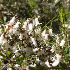 Cryptandra amara (Bitter Cryptandra) at O'Malley, ACT - 22 Sep 2014 by Mike