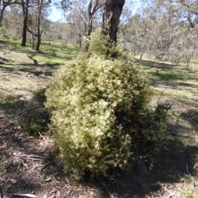 Clematis leptophylla (Small-leaf Clematis, Old Man's Beard) at Mount Mugga Mugga - 22 Sep 2014 by Mike