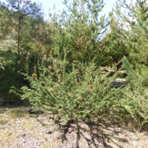 Grevillea juniperina subsp. fortis at Isaacs, ACT - 16 Sep 2014 11:28 AM