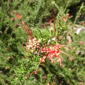 Grevillea juniperina subsp. fortis at Isaacs, ACT - 16 Sep 2014 11:28 AM