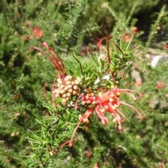 Grevillea juniperina subsp. fortis at Isaacs, ACT - 16 Sep 2014