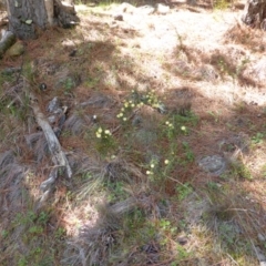 Acacia ulicifolia (Prickly Moses) at Isaacs, ACT - 16 Sep 2014 by Mike