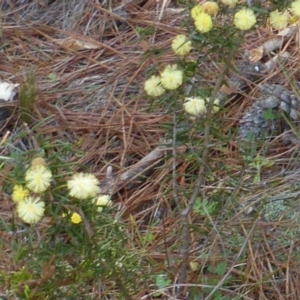 Acacia ulicifolia at Isaacs, ACT - 16 Sep 2014