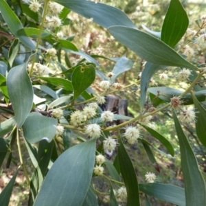 Acacia melanoxylon at Isaacs, ACT - 16 Sep 2014 11:44 AM