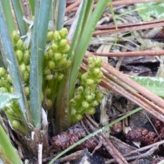 Lomandra bracteata (Small Matrush) at Isaacs Ridge and Nearby - 16 Sep 2014 by Mike