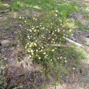 Acacia ulicifolia at Isaacs, ACT - 16 Sep 2014