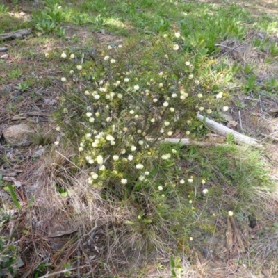 Acacia ulicifolia (Prickly Moses) at Isaacs, ACT - 16 Sep 2014 by Mike