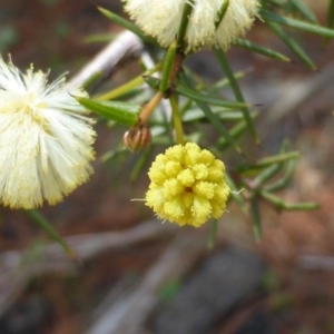 Acacia ulicifolia at Isaacs, ACT - 16 Sep 2014