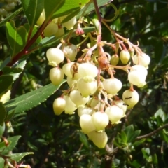 Arbutus unedo (Strawberry Tree) at Jerrabomberra, ACT - 16 Sep 2014 by Mike