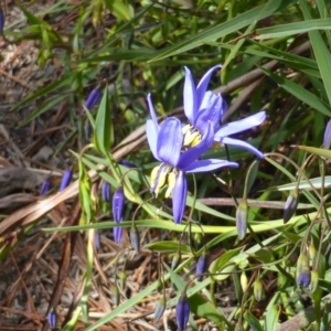 Stypandra glauca at Jerrabomberra, ACT - 16 Sep 2014