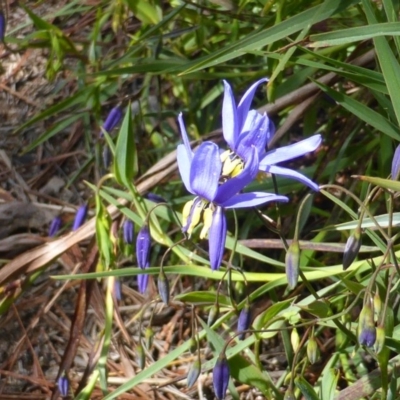 Stypandra glauca (Nodding Blue Lily) at Jerrabomberra, ACT - 16 Sep 2014 by Mike
