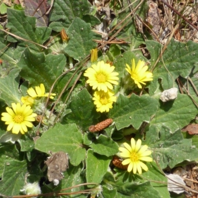 Cymbonotus sp. (preissianus or lawsonianus) (Bears Ears) at Isaacs Ridge and Nearby - 16 Sep 2014 by Mike