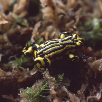 Pseudophryne corroboree (Southern Corroboree Frog) at Kosciuszko National Park, NSW - 4 Jan 1976 by wombey