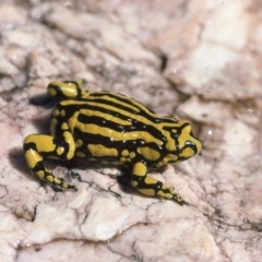 Pseudophryne corroboree (Southern Corroboree Frog) at Kosciuszko National Park, NSW - 3 Jan 1976 by wombey