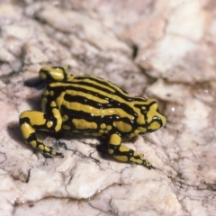 Pseudophryne corroboree (Southern Corroboree Frog) at Kosciuszko National Park, NSW - 4 Jan 1976 by wombey