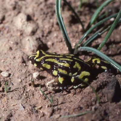 Pseudophryne pengilleyi (Northern Corroboree Frog) at Uriarra, NSW - 23 Mar 1977 by wombey