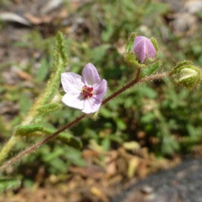 Thomasia petalocalyx at Black Mountain - 14 Jan 2015 by RWPurdie