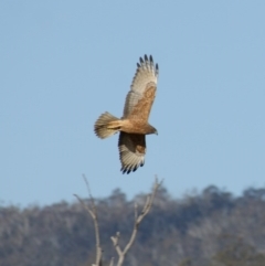 Circus approximans (Swamp Harrier) at Namadgi National Park - 22 Aug 2015 by roymcd