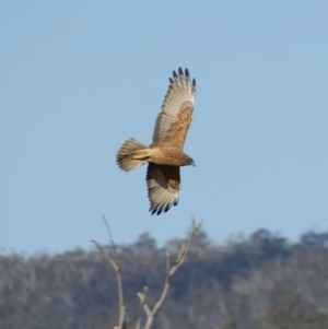 Circus approximans at Rendezvous Creek, ACT - 22 Aug 2015