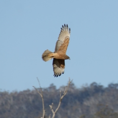 Circus approximans (Swamp Harrier) at Namadgi National Park - 22 Aug 2015 by roymcd