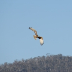 Circus approximans at Rendezvous Creek, ACT - 22 Aug 2015 04:42 PM