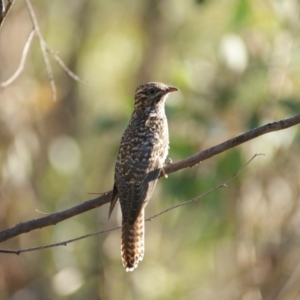 Cacomantis variolosus at Red Hill, ACT - 13 Feb 2016 06:28 PM