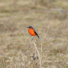 Petroica phoenicea (Flame Robin) at Namadgi National Park - 22 Aug 2015 by roymcd