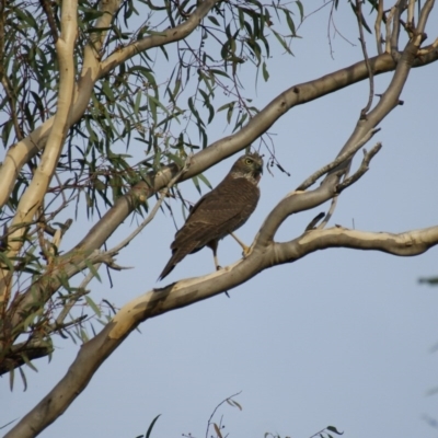 Tachyspiza cirrocephala (Collared Sparrowhawk) at Garran, ACT - 15 Mar 2016 by roymcd