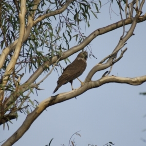 Accipiter cirrocephalus at Garran, ACT - 15 Mar 2016