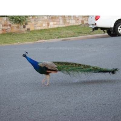 Pavo cristatus (Indian Peafowl) at Narrabundah, ACT - 13 Sep 2015 by roymcd