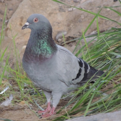 Columba livia (Rock Dove (Feral Pigeon)) at Tuggeranong Hill - 2 Apr 2016 by MichaelBedingfield