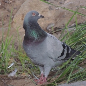 Columba livia at Theodore, ACT - 2 Apr 2016 06:30 PM