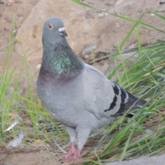 Columba livia at Theodore, ACT - 2 Apr 2016 06:30 PM