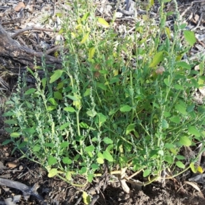 Chenopodium album at Jerrabomberra, ACT - 3 Apr 2016 02:00 PM