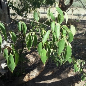 Celtis australis at Jerrabomberra, ACT - 3 Apr 2016