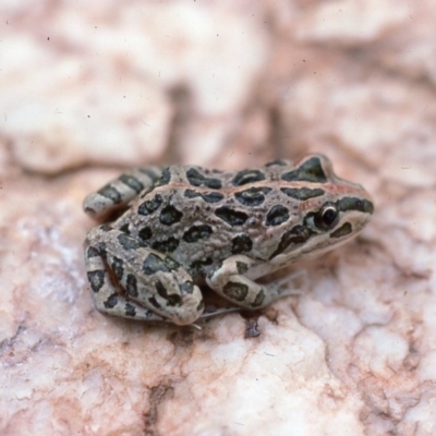 Limnodynastes tasmaniensis (Spotted Grass Frog) at Latham, ACT - 15 Mar 1976 by wombey